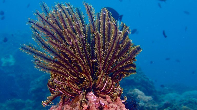 A sea lily - a type of marine invertebrate.
File pic: iStock 