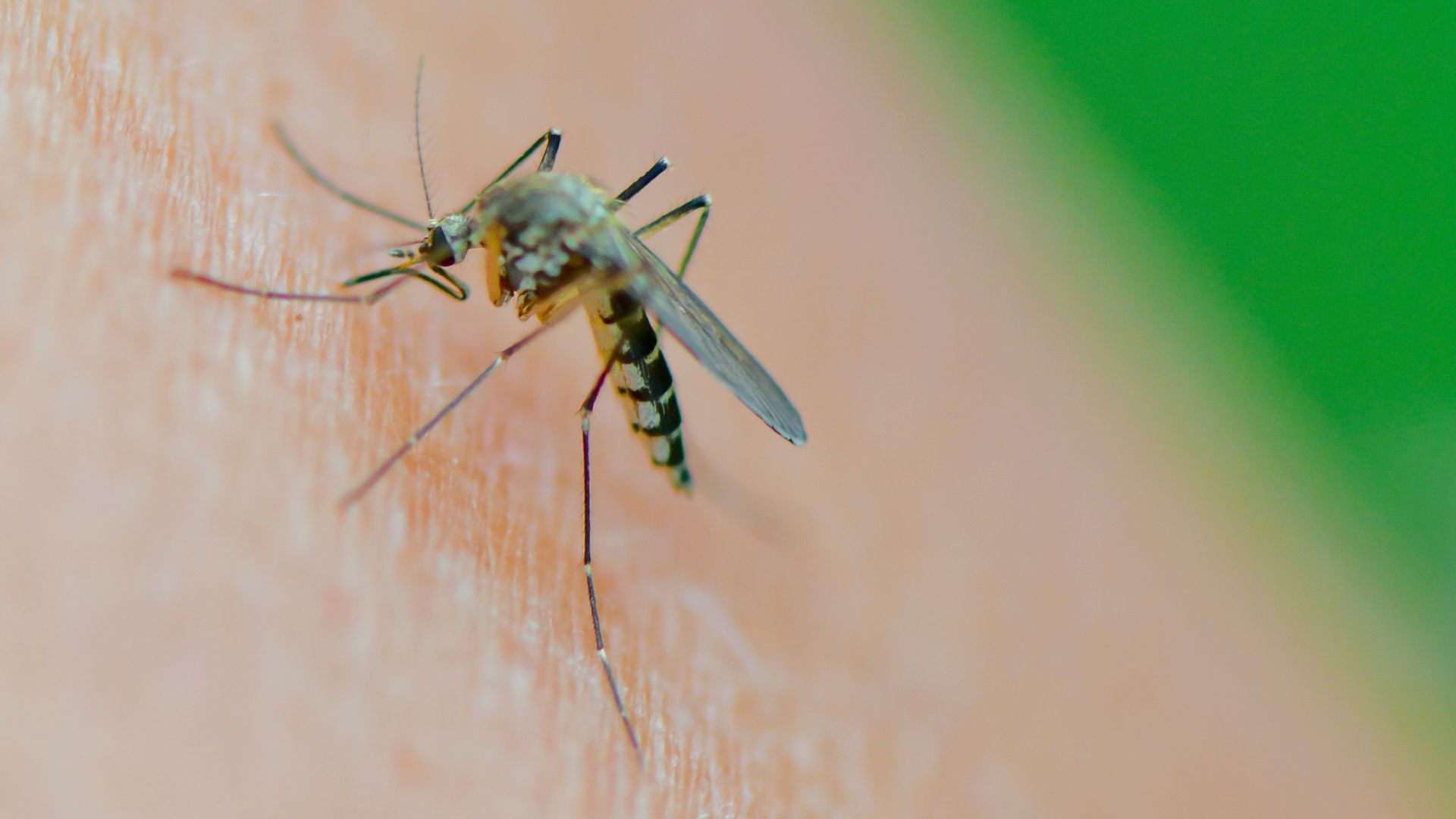 West Nile virus found in UK mosquitos for first time | UK News