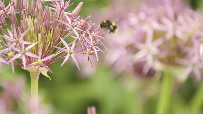 Bee populations are in decline